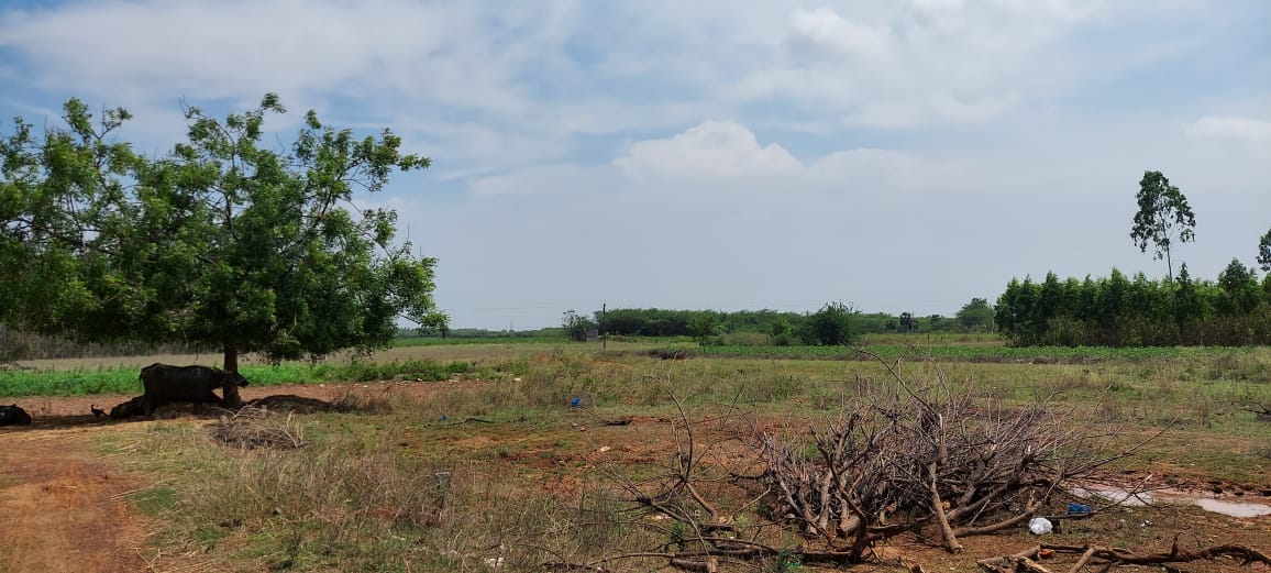 SITE