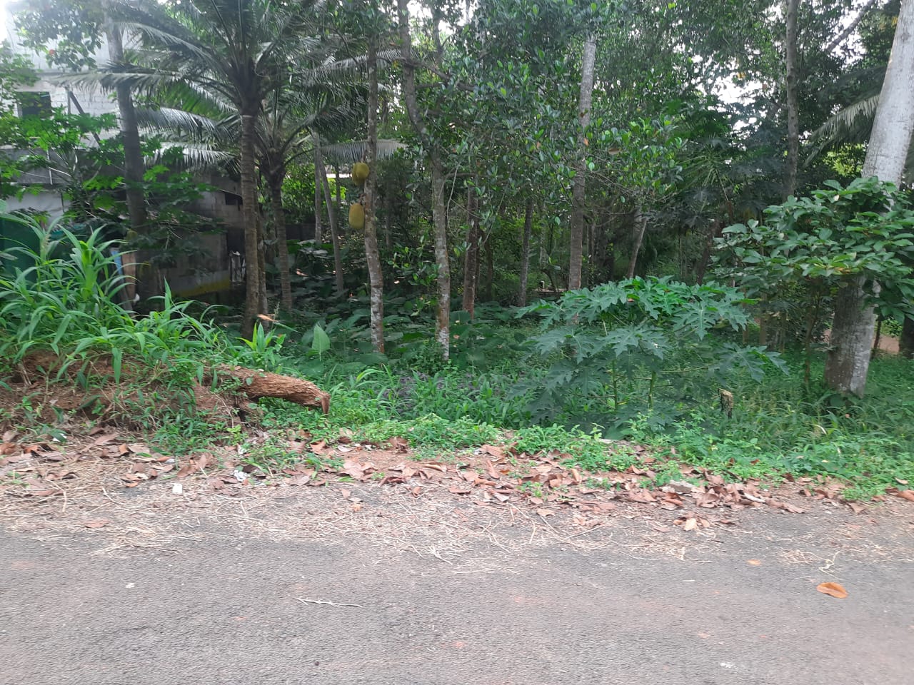 road view
